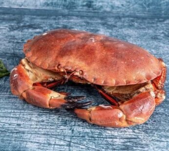 Live Brown Crab (each)