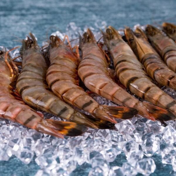 Frozen Jumbo Tiger Prawns 1kg