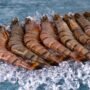 Frozen Jumbo Tiger Prawns 1kg