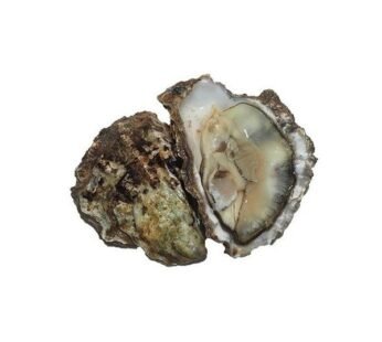 Fresh Rock Oysters (dozen)