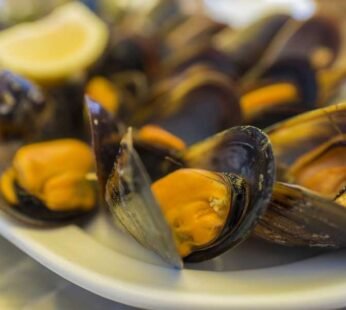 Fresh Live Mussels (2kg net bag)